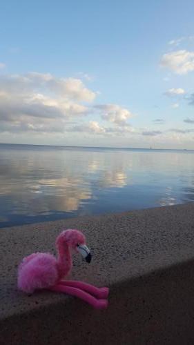 5h30, Pinko attend son bateau sur la Marina de Cairns